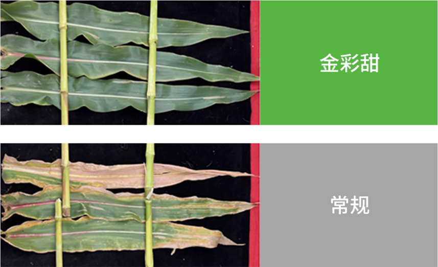 97国际-至尊品牌,源于诺言